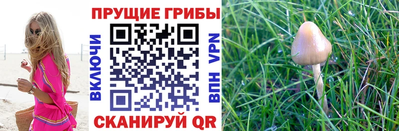 Псилоцибиновые грибы Psilocybe  Королёв 